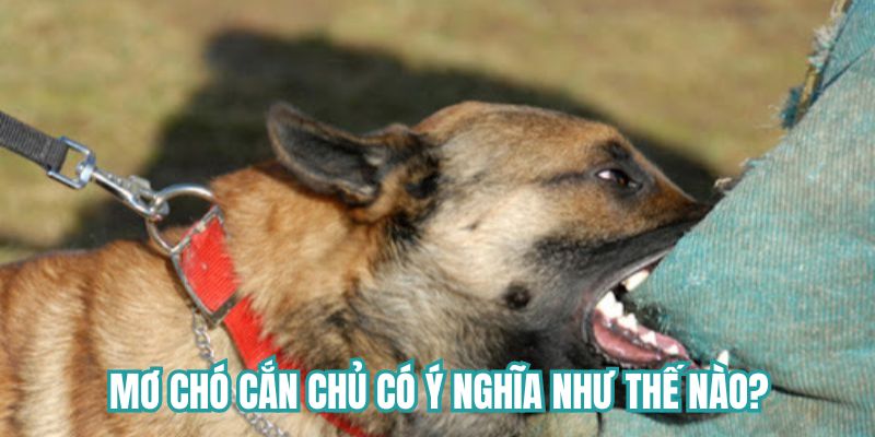 Mơ chó cắn chủ có ý nghĩa như thế nào?