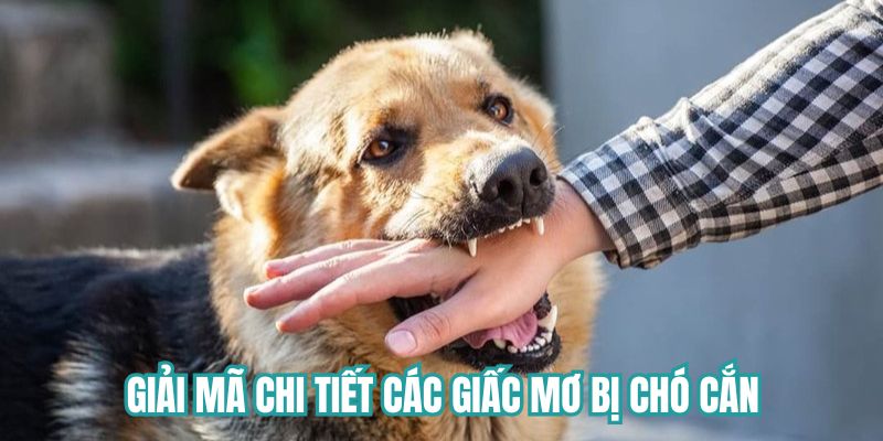 Giải mã chi tiết các giấc mơ bị chó cắn