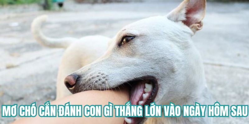 Mơ chó cắn đánh con gì thắng lớn vào ngày hôm sau