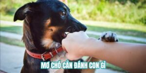 mơ chó cắn đánh con gì