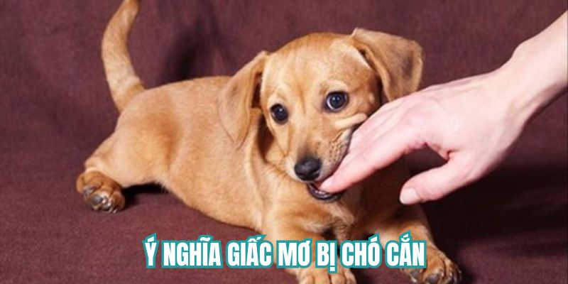 Ý nghĩa giấc mơ bị chó cắn